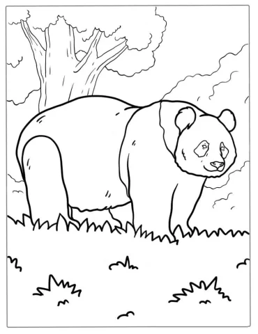 Giant Panda Walking On Grass To Color