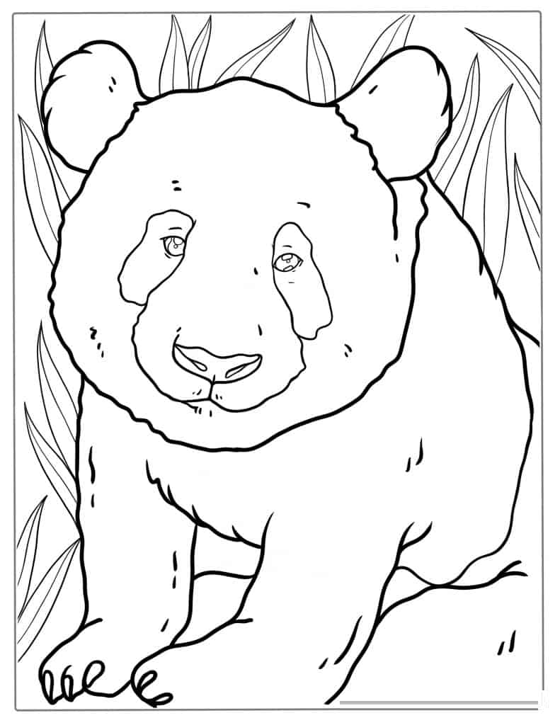 Simple Outline Of Baby Panda To Color