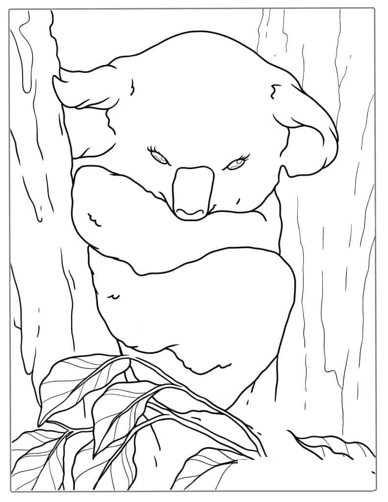 Koala Resting In Gum Tree Coloring Page