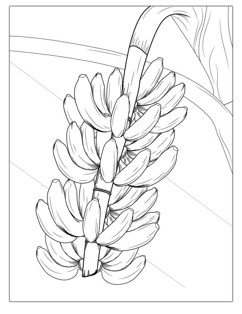 Banana Plant Coloring Page