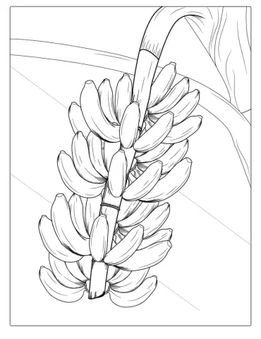 Banana Plant Coloring Page