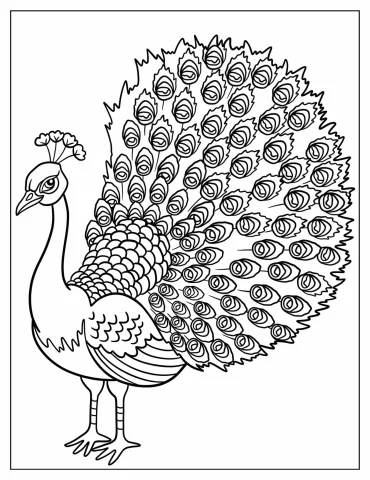 Side Profile Of Peacock With Fanned Feathers Coloring Page