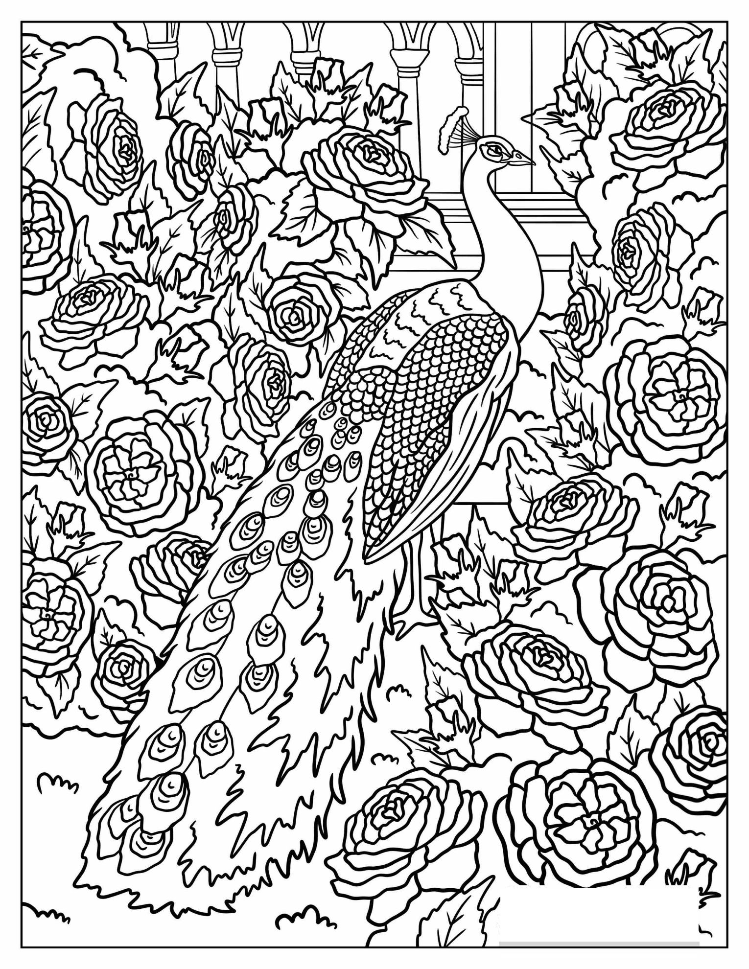 Peacock in Blooming Rose Garden with Architectural Details Coloring Sheet