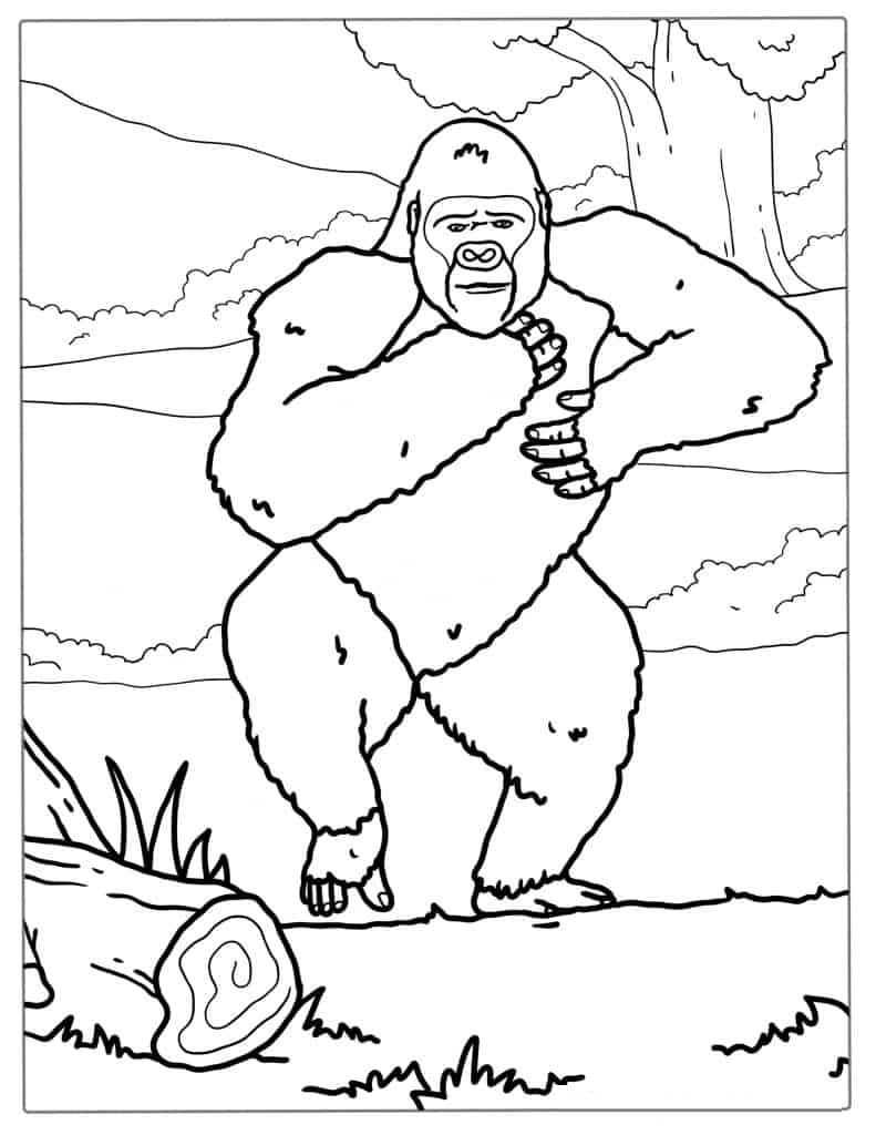 Coloring Page Of Gorilla Chest Beating