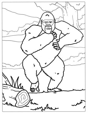 Coloring Page Of Gorilla Chest Beating