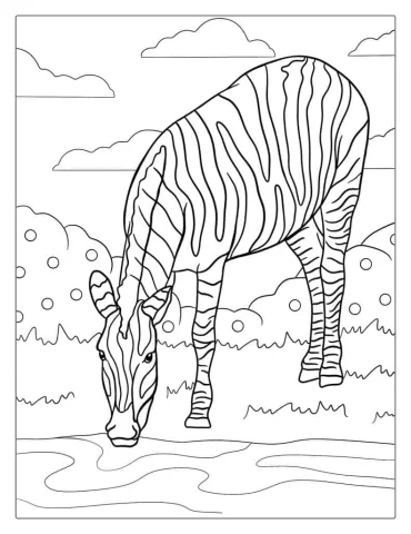 Zebra Drinking Water From Water Hole