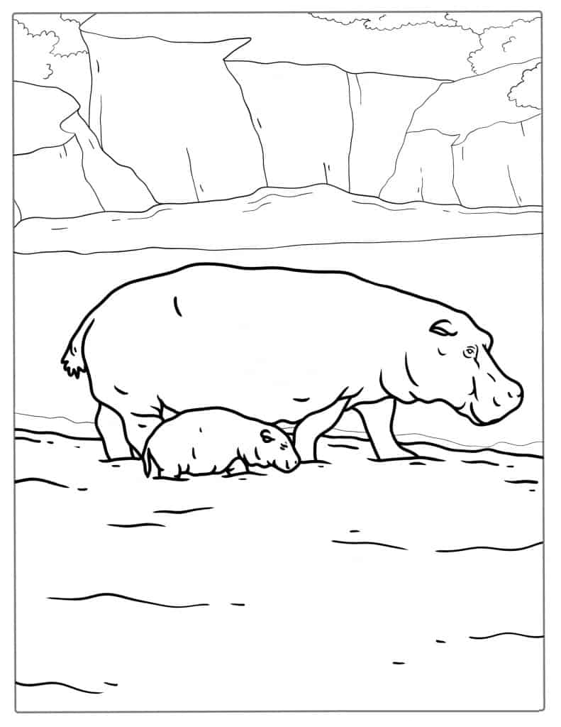 Mother And Baby Hippo To Color