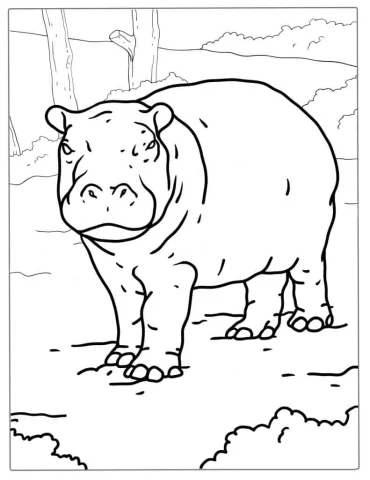 Cute Baby Hippopotamus Coloring Page
