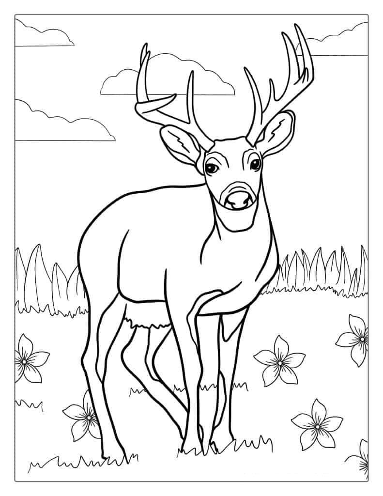 Realistic Deer With Big Antlers Coloring Sheet