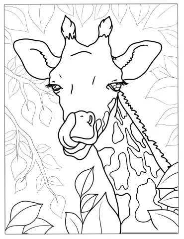 Close Up Of Giraffe Licking Nose To Color