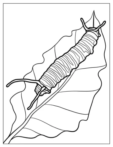 Monarch Caterpillar On Leaf To Color