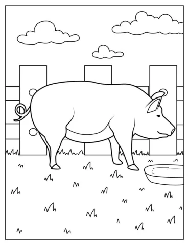 Farm Bred Pig To Color