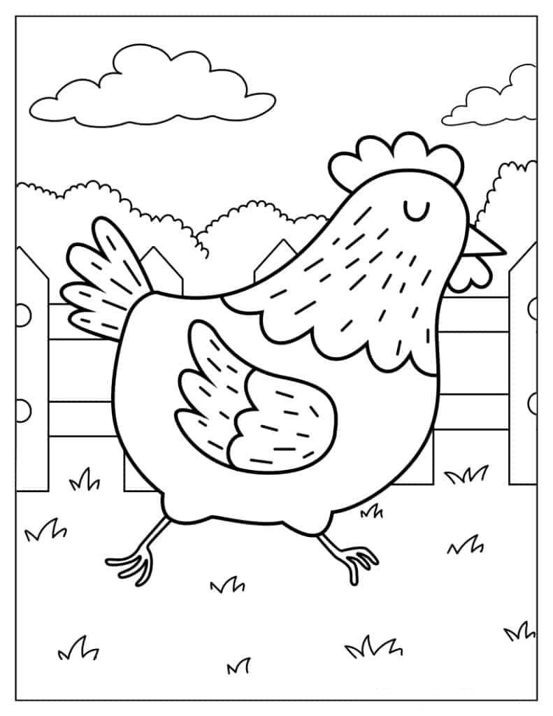 Egg Laying Chicken Walking Around Farm