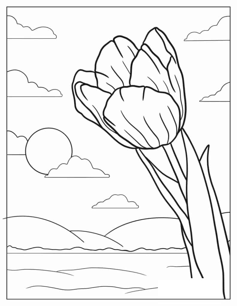 Tulip Flower Growing In The Sun