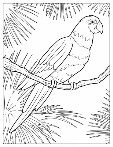 Senegal Parrot To Color