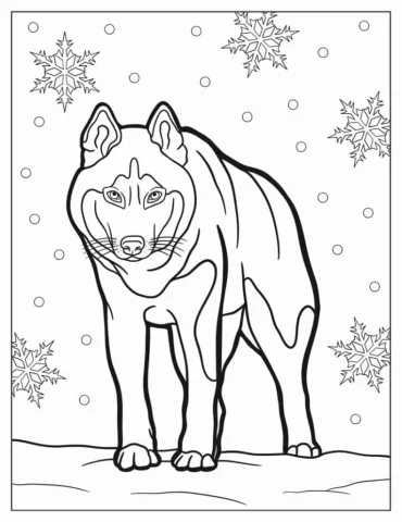 Fierce Looking Husky To Color