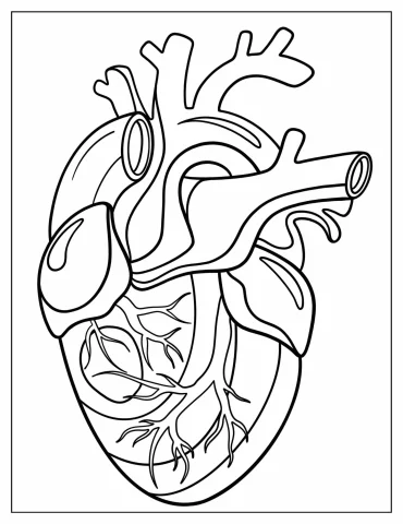 Coloring Sheet Of Realistic Heart