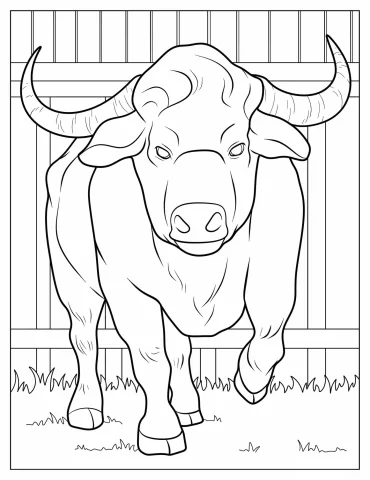 Front View Of Big Bull