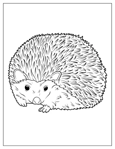 Realistic Hedgehog Coloring Page