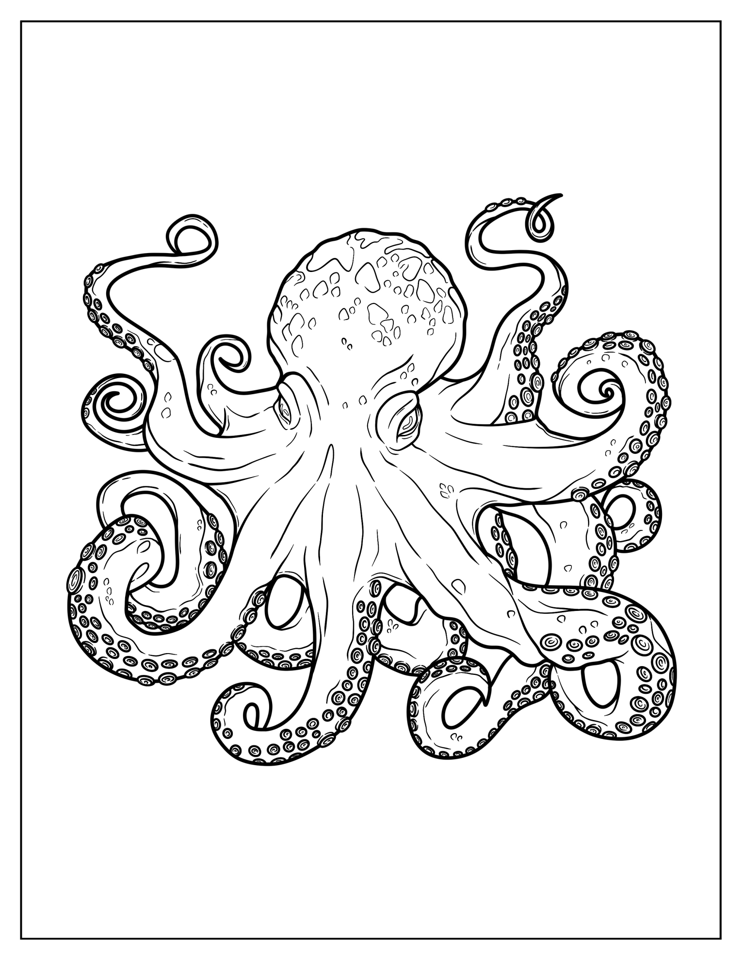 East Pacific Red Octopus