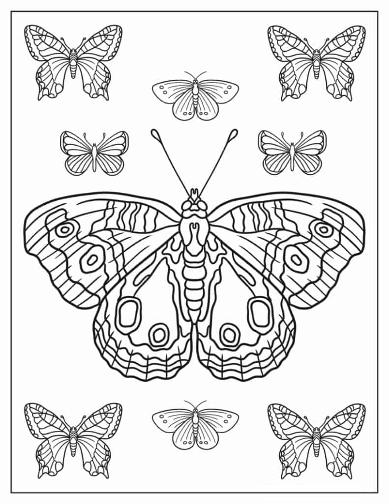 Tropical Butterfly Coloring Sheet