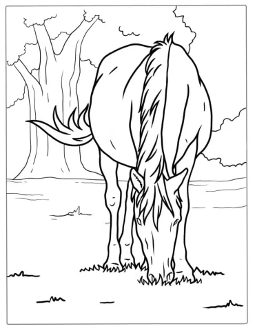 Horse Grazing On Grass In Paddock Coloring Sheet