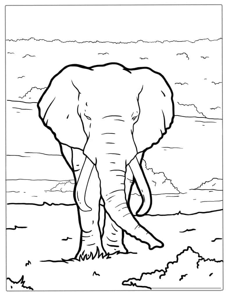 African Bush Elephant Walking On Plains