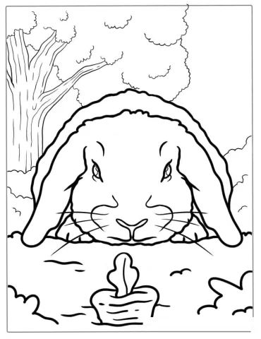 Lop Eared Rabbit Looking At Carrot Coloring