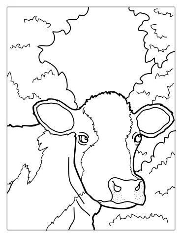 Close Up Of Jersey Cow Face Coloring In