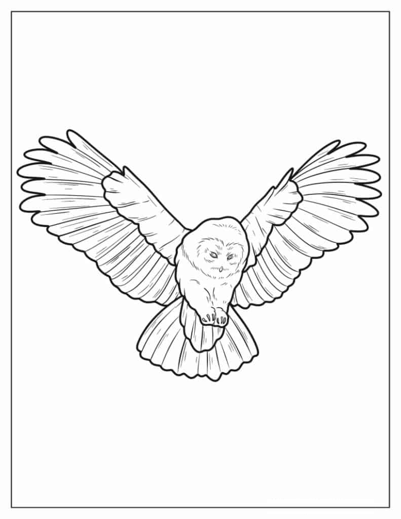 Owl Coming In To Land
