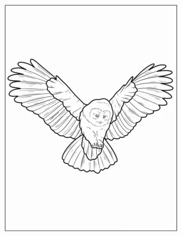 Owl Coming In To Land