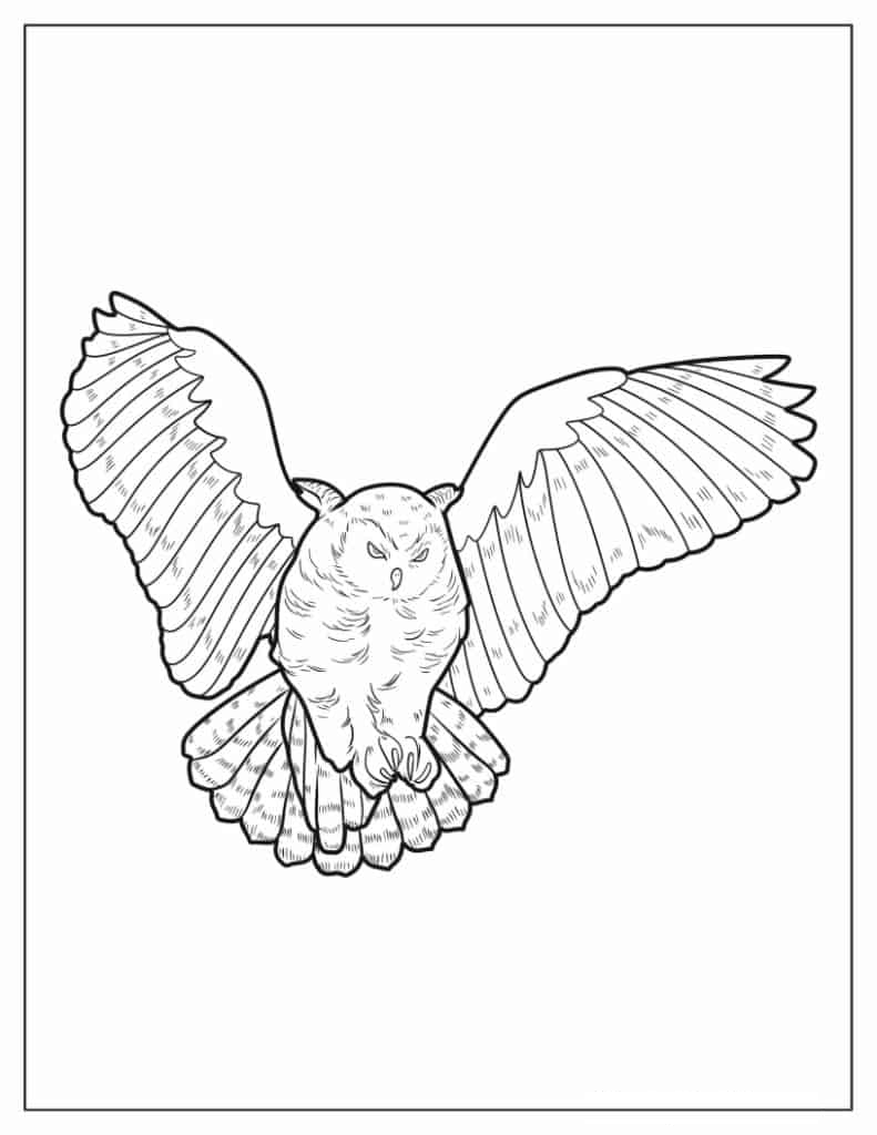 Barred Owl Swooping Down