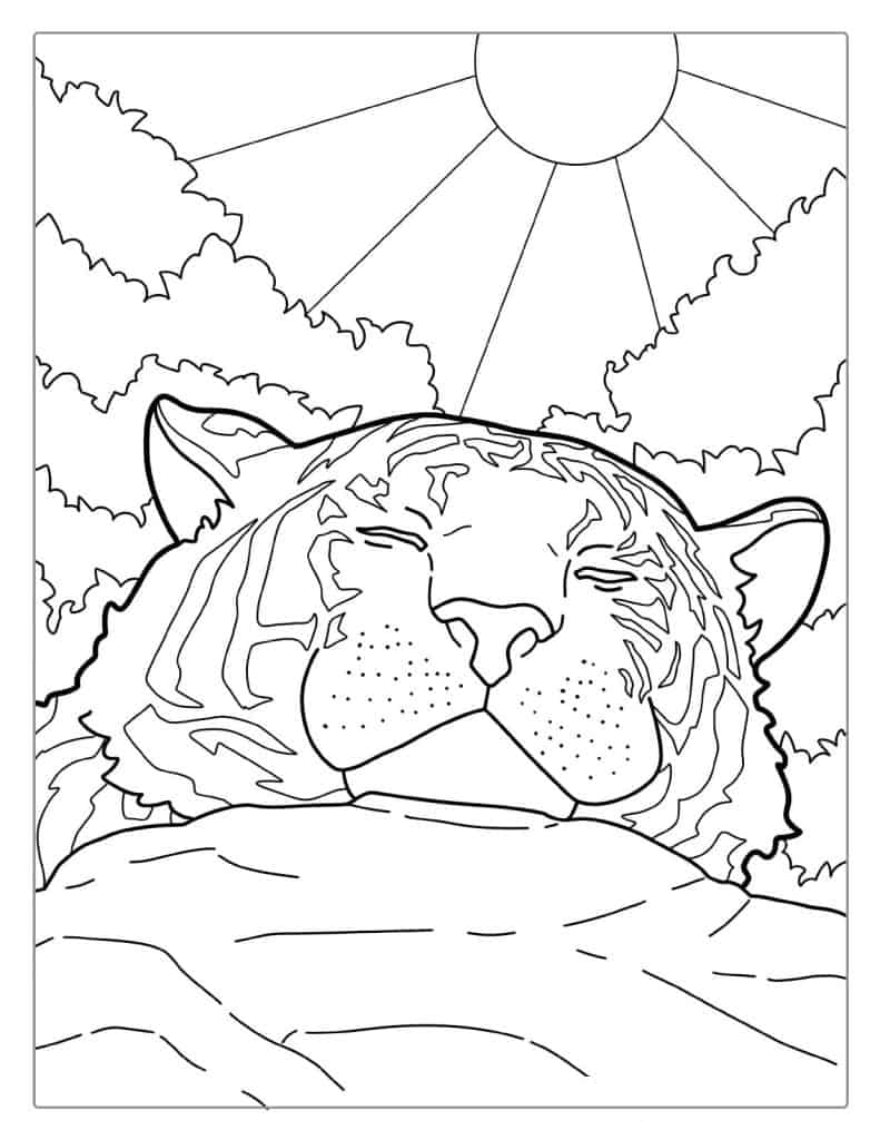 Tiger Enjoying The Warm Sun Coloring Page
