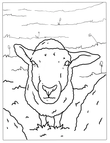 Sheep Standing In A Field Coloring Page