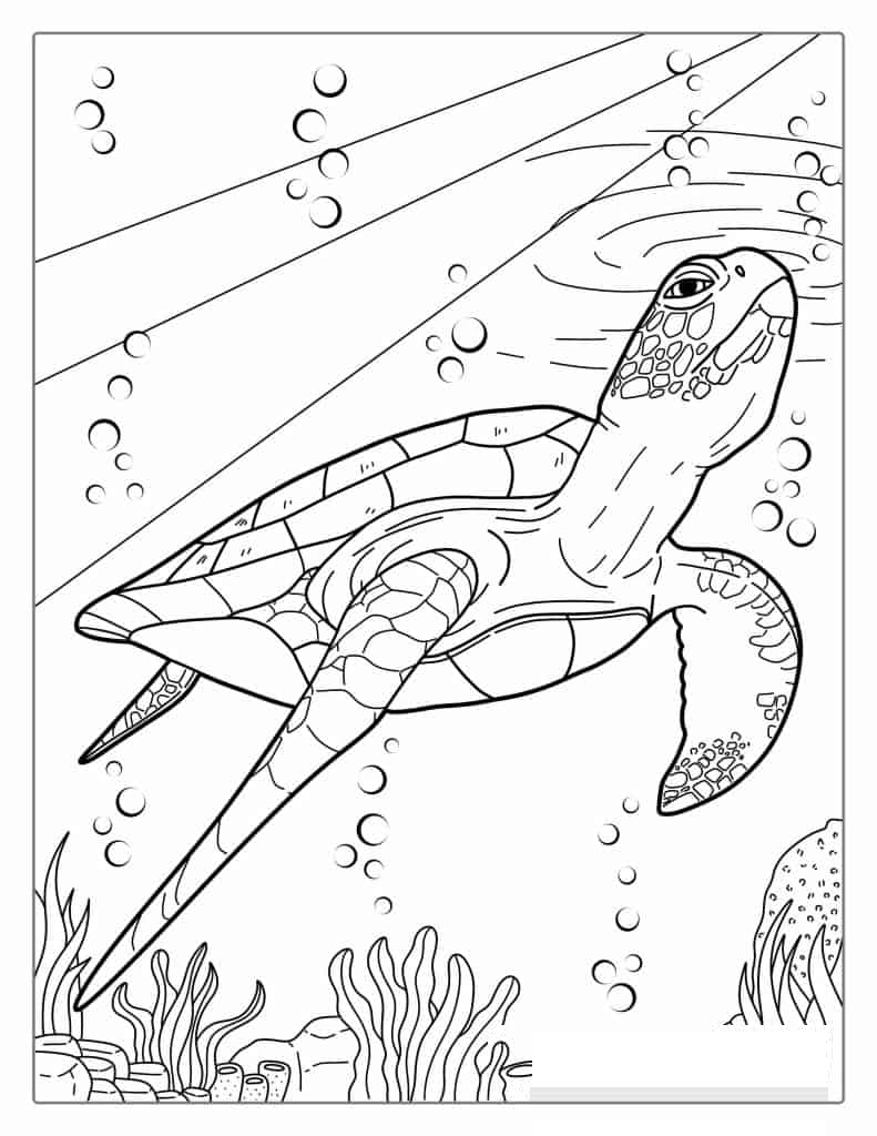 Sea Turtle Poking Head Through Water