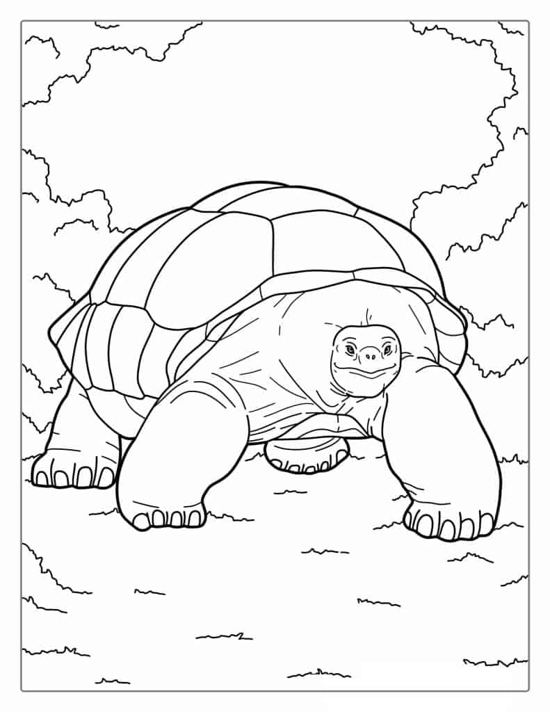 Galapagos Tortoise Coloring Page For Kids