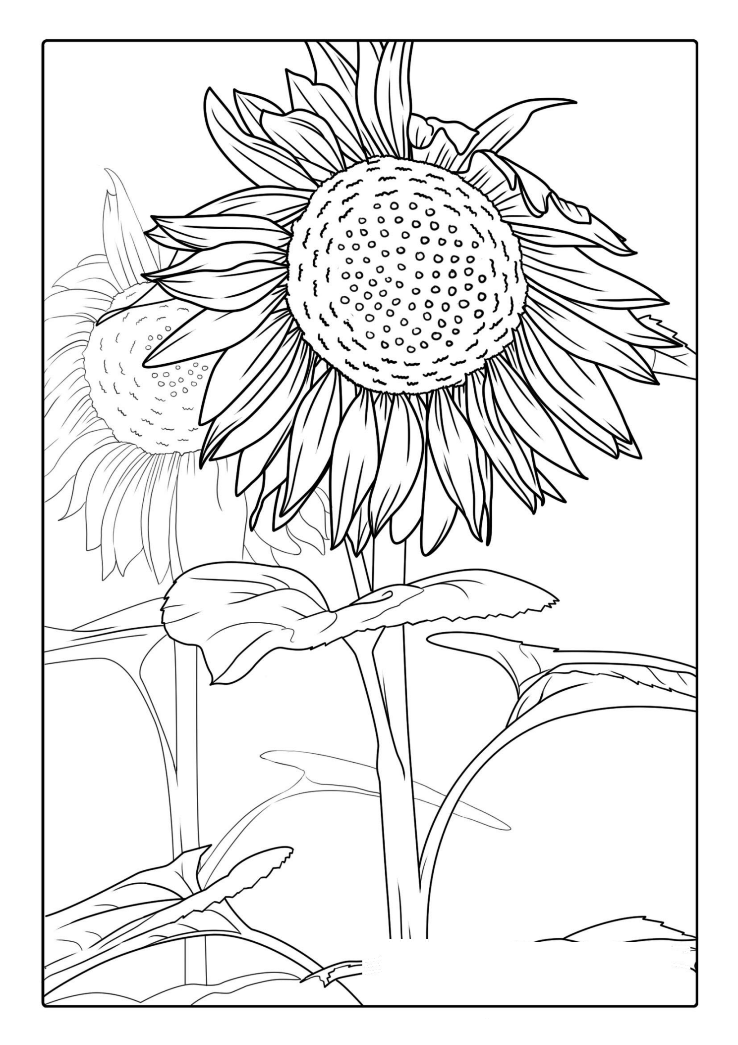 Detailed Adult Coloring Page Of Sunflowers