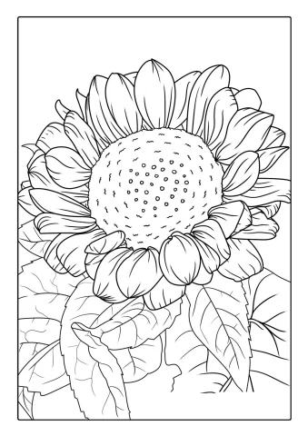 Sunflower Surrounded By Leaves
